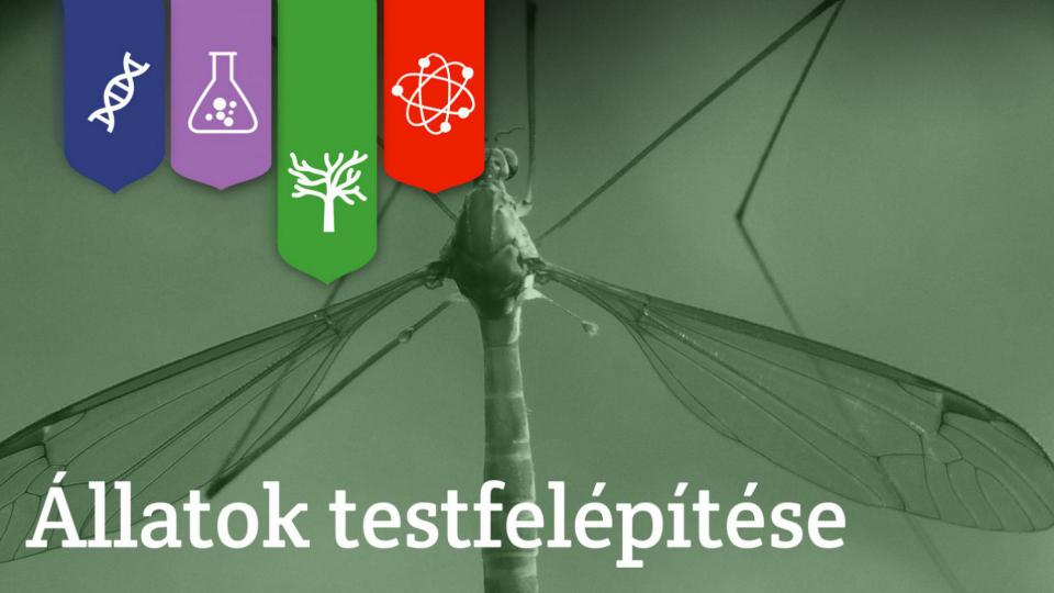 Állatok testfelépítése